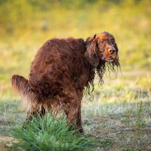 Hund_fortstoppning_utomhus