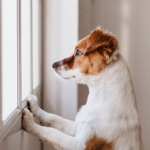 Hund_tittar_ut_genom_fonster