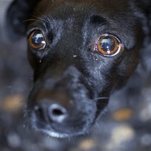 rädd valp som är i spökåldern